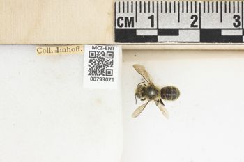 Media type: image;   Entomology 793071 Aspect: Labels